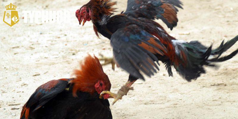 Những nòi giống chiến kê có mặt tại trực tiếp đá gà đòn