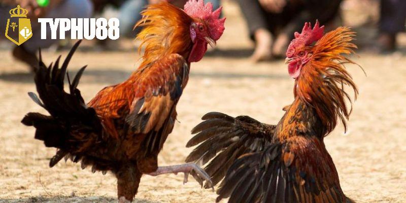 Yếu tố cần chú trọng khi xem ngày đá gà